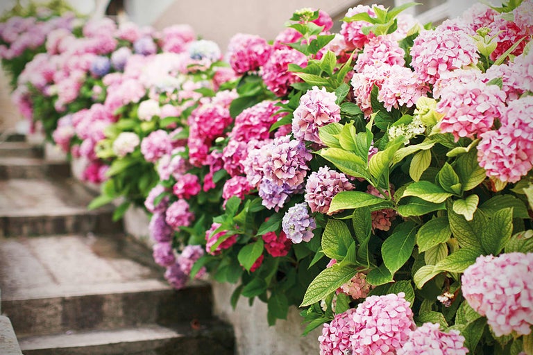 Rangée d'hortensias en fleurs le long d'un escalier