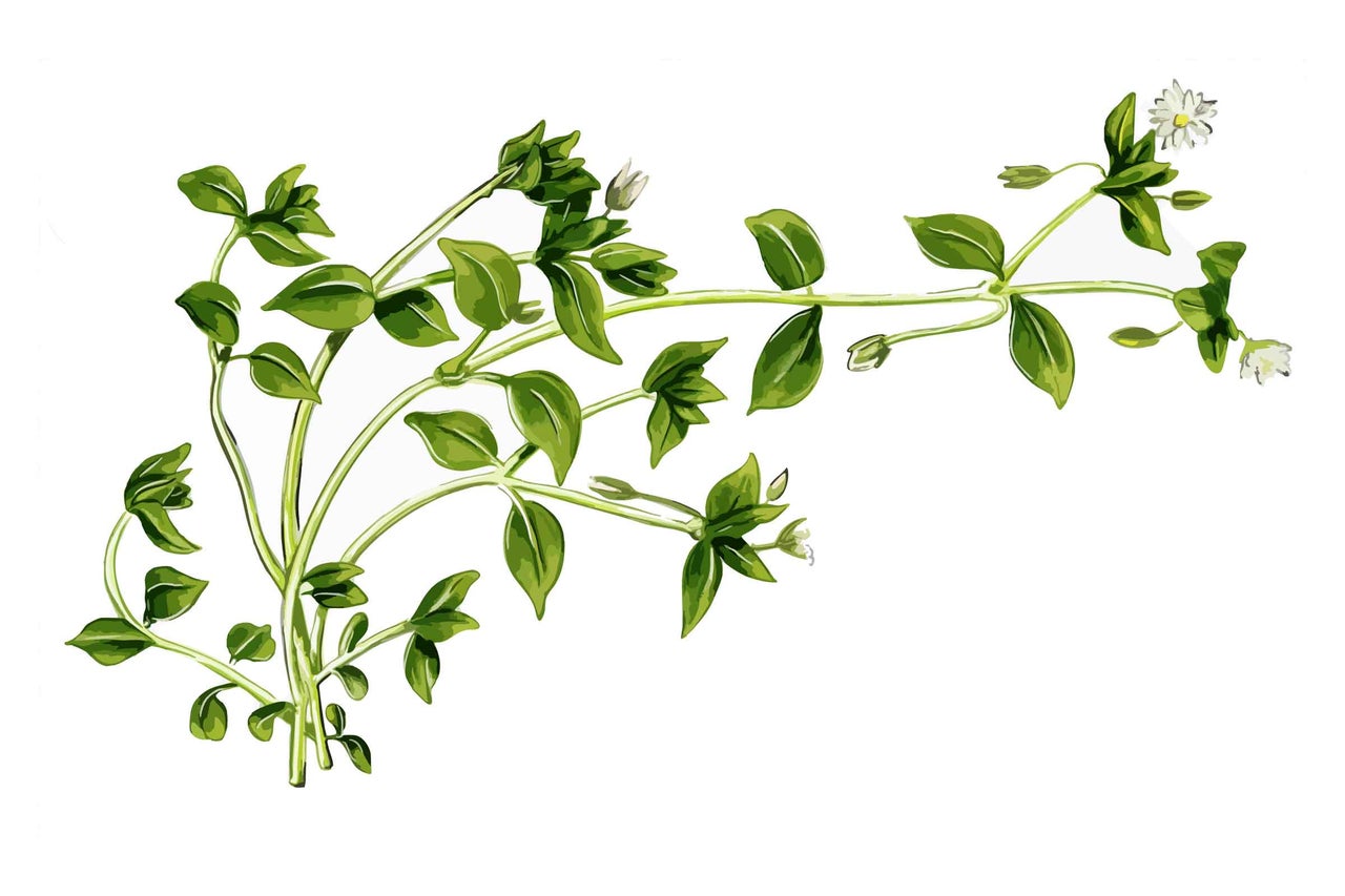 Illustration de mouron des oiseaux avec des feuilles et de petites fleurs