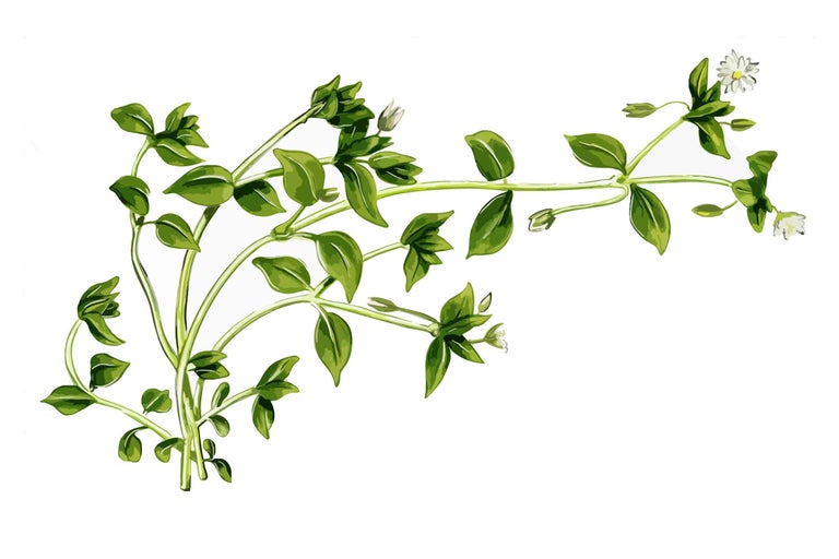 Illustration de mouron des oiseaux avec des feuilles et de petites fleurs