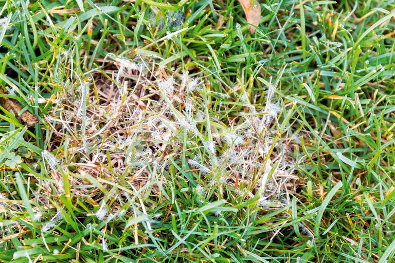 Nahaufnahme von Rasen mit Rasenkrankheit