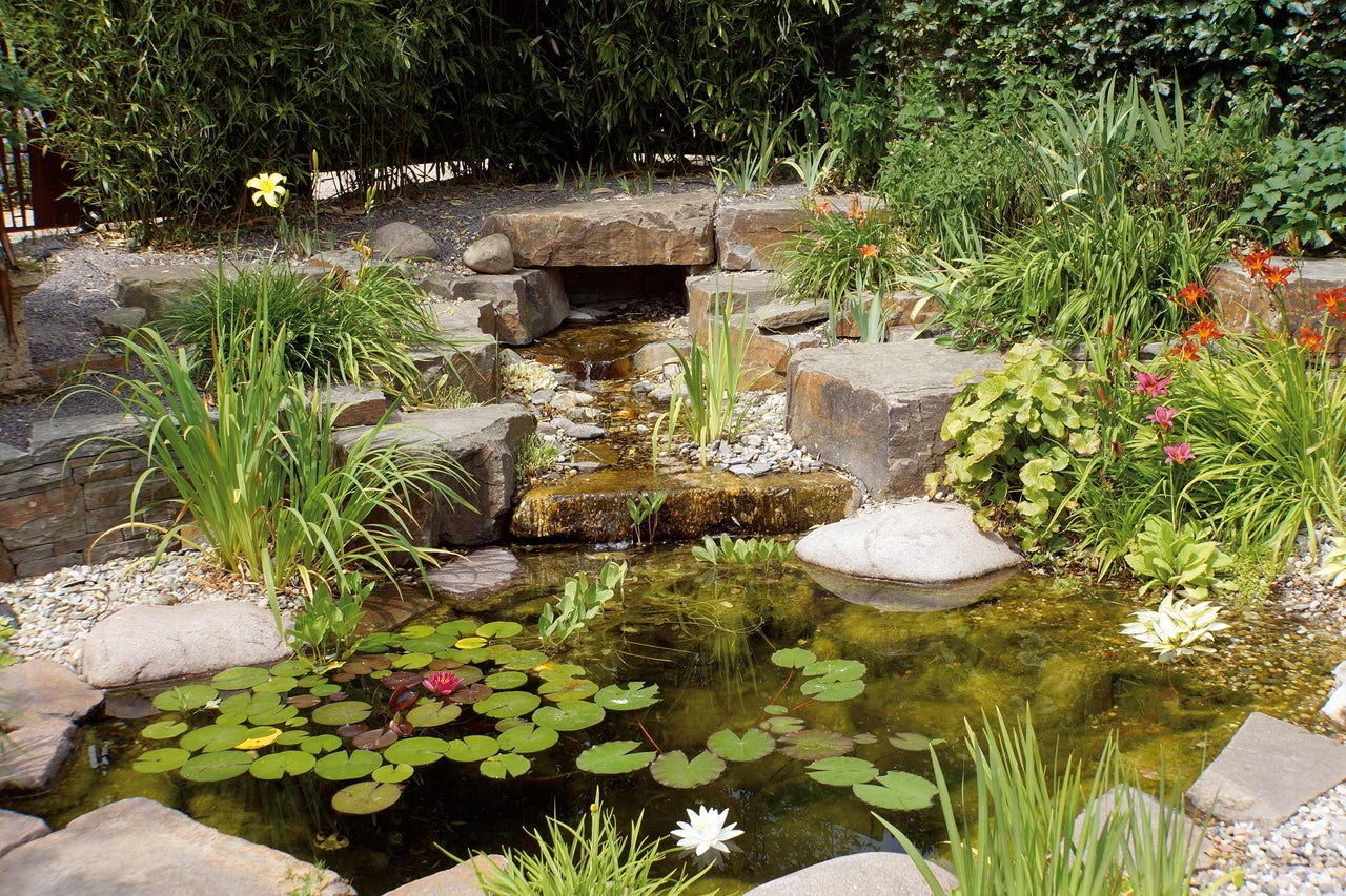 Bassin de jardin avec cascade, nénuphars et végétation riveraine