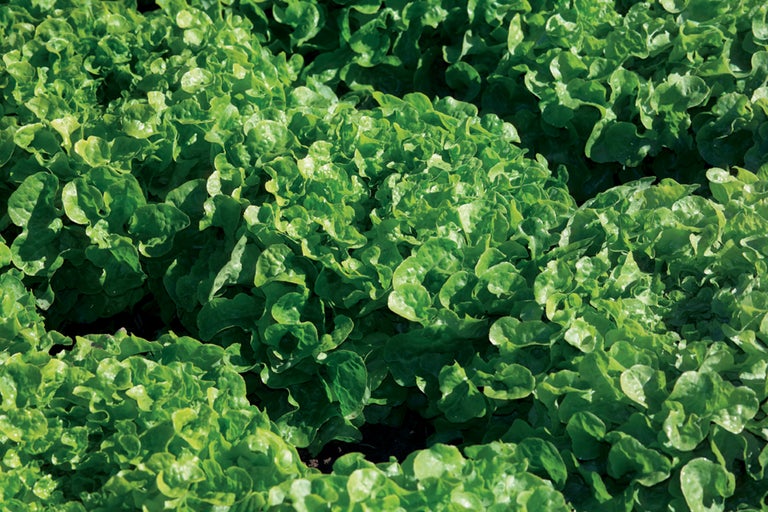 Salade à couper fraîche dans le jardin potager