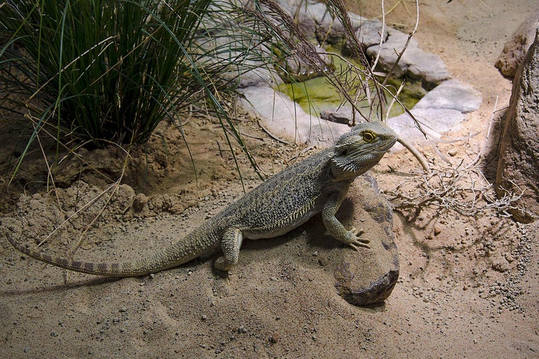 Dragon barbu sur pierre dans un paysage désertique