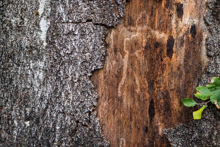 Nahaufnahme von Baumrinde mit Beschädigungen