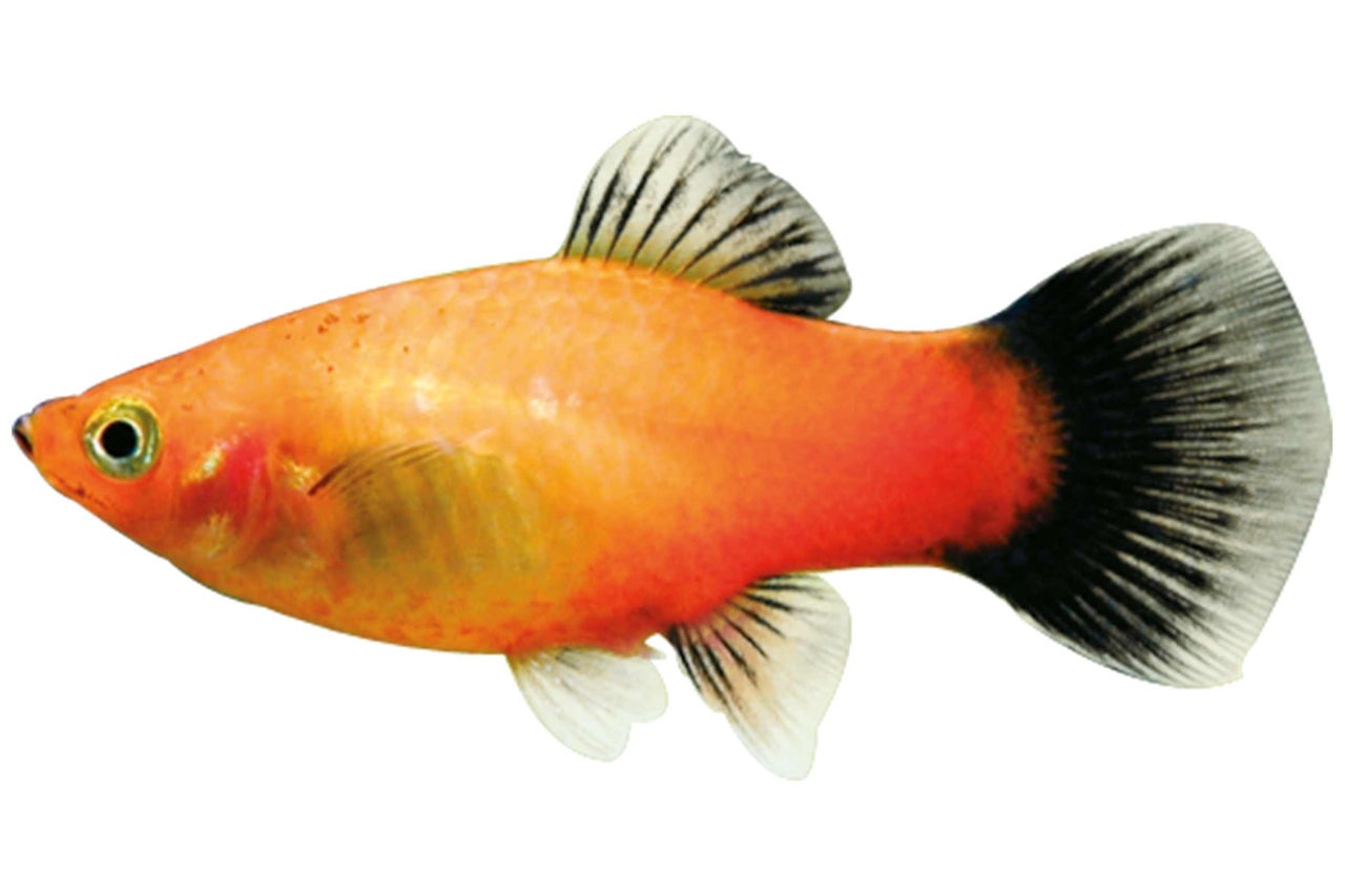 Poisson rouge Platy d'ornement pour aquarium