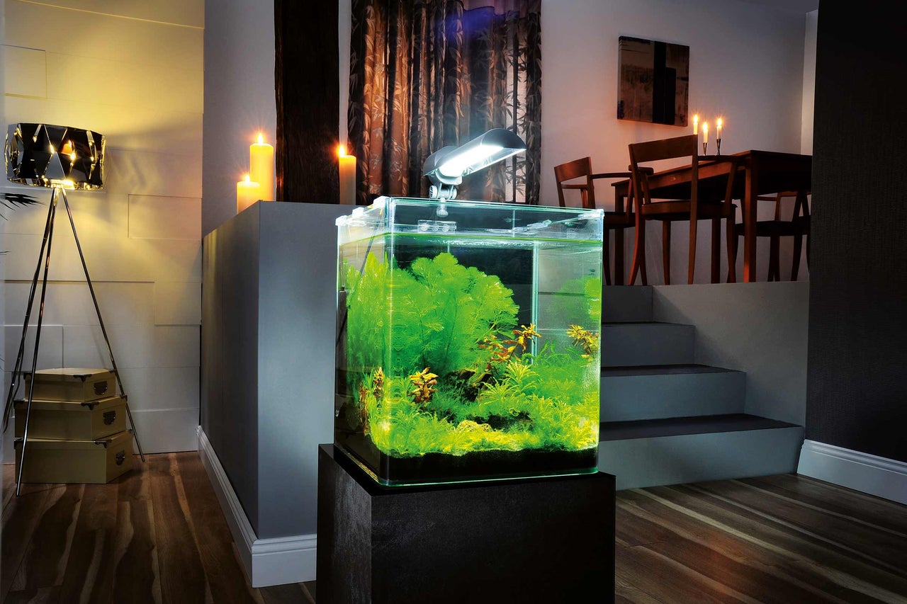 Aquarium décoratif et lumineux avec des plantes sur un socle dans une pièce