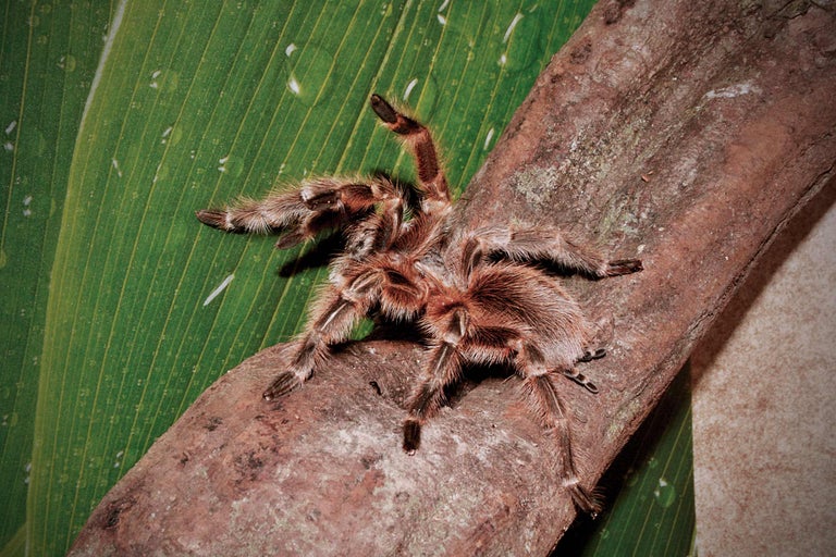 Mygale sur une branche devant une feuille