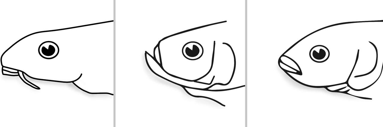 Illustration de têtes de poisson à différents stades de développement