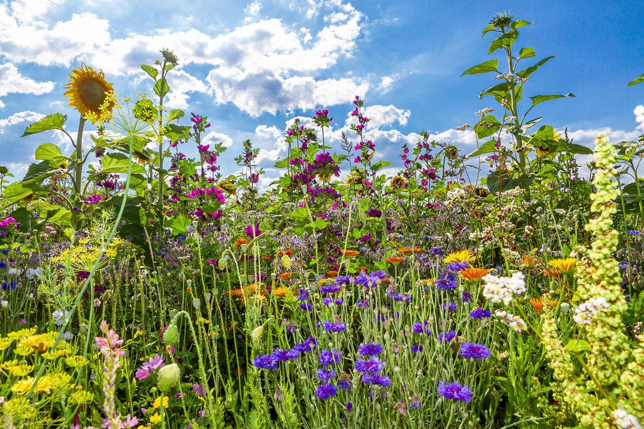 Blumenwiese mit Sonnenblumen, Kornblumen und anderen Wildblumen unter blauem Himmel