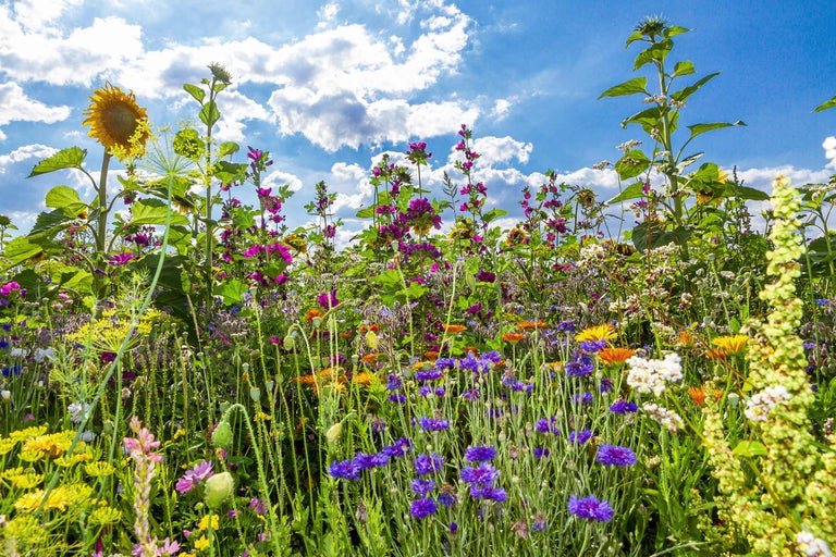 Prairie fleurie avec tournesols, bleuets et autres fleurs sauvages sous un ciel bleu