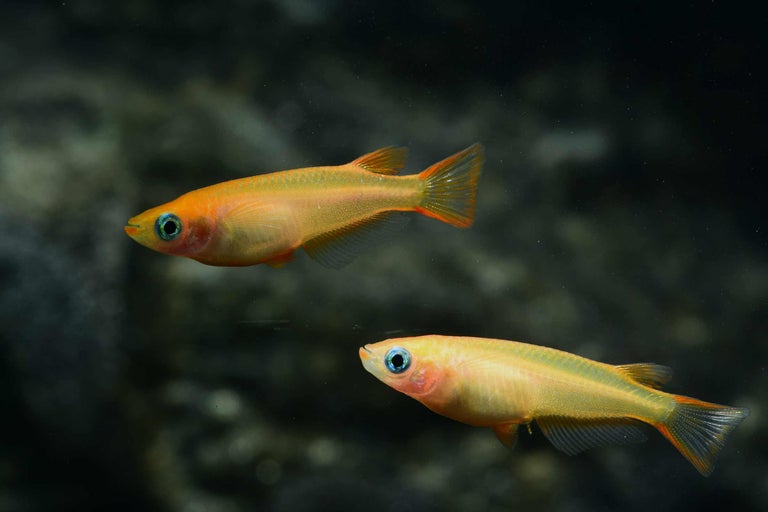 Deux poissons-riz dorés dans un aquarium