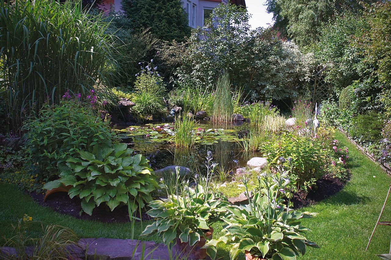 Bassin de jardin avec végétation luxuriante et nénuphars