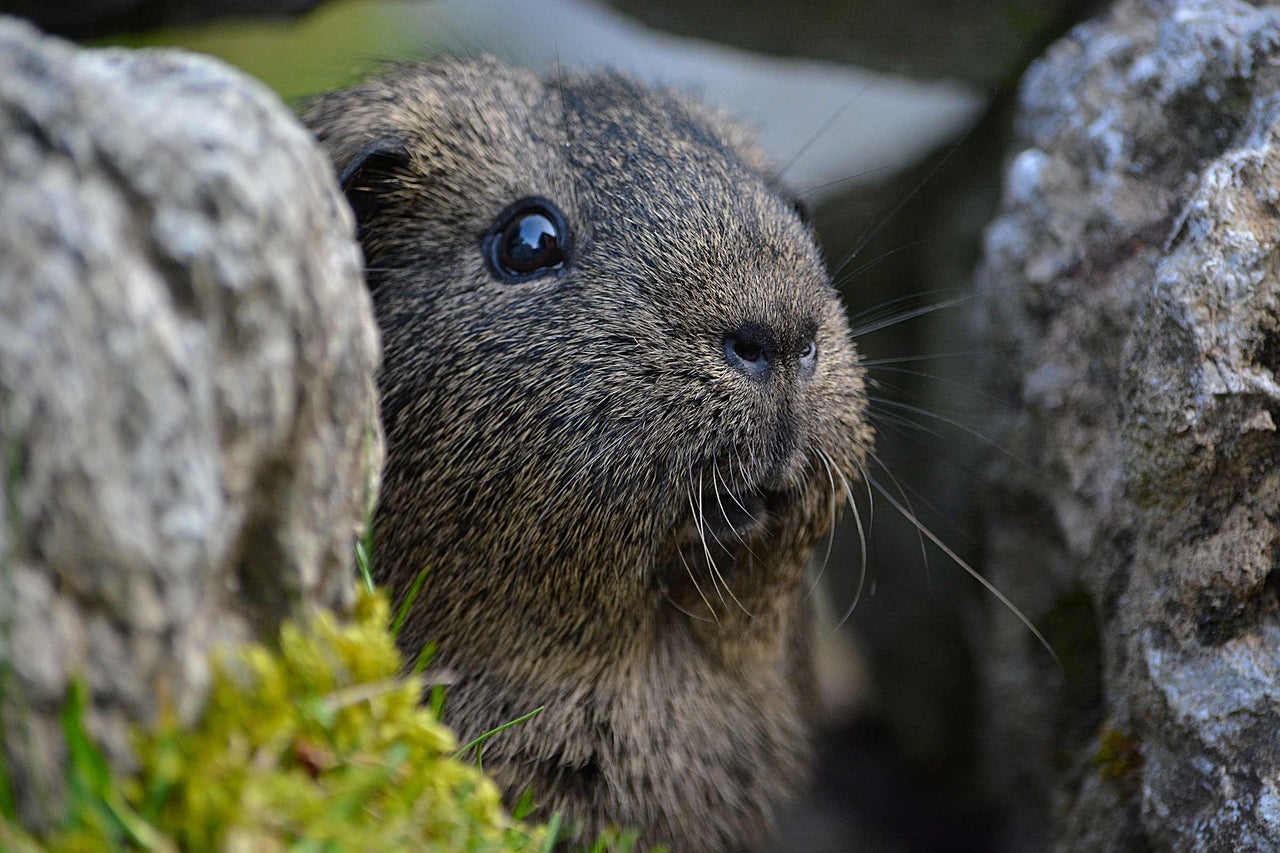 Meerschweinchen im Freien