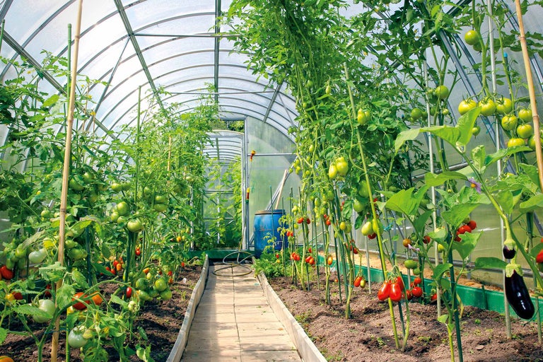 Serre avec plants de tomates et plants d'aubergines