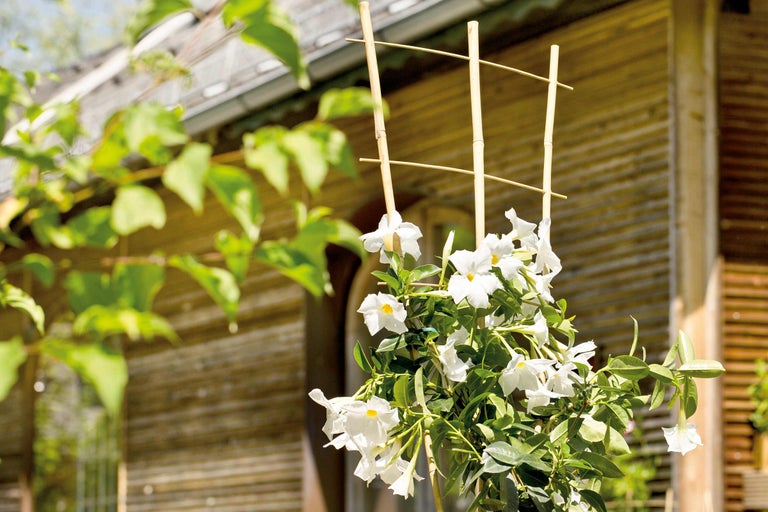 Dipladénia avec support d'escalade en bambou pour le jardin