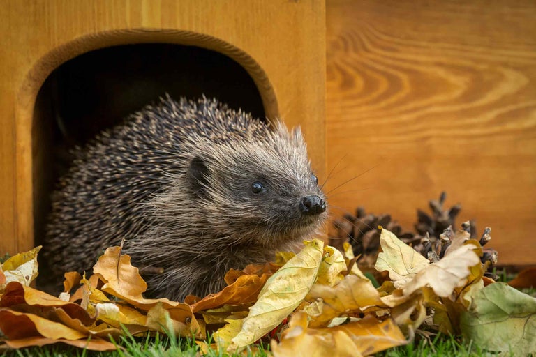 Hérisson dans une maison en bois avec des feuilles d'automne