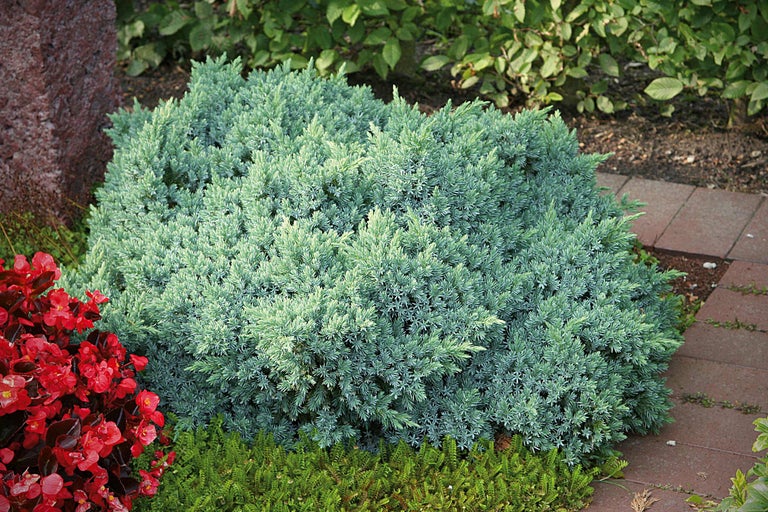 Wacholderbusch im Garten