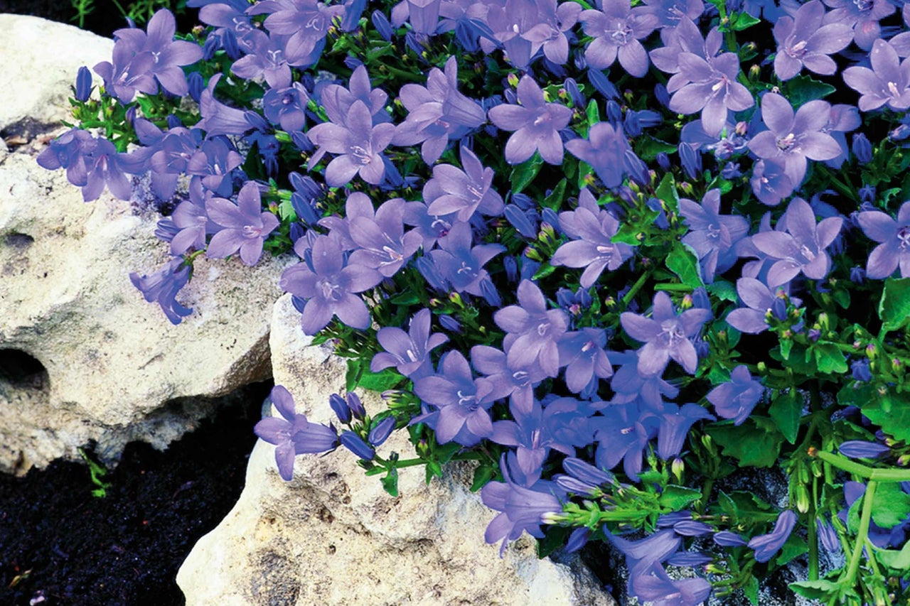 Campanule à tête bleue comme couvre-sol dans le jardin