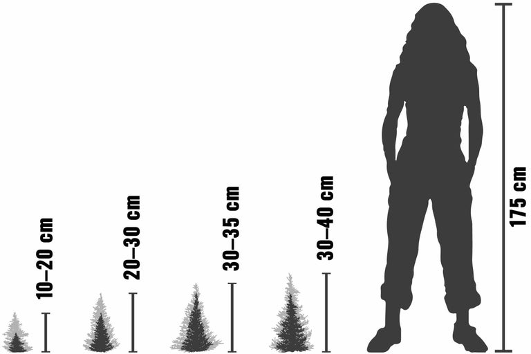 Comparaison de la taille des conifères avec une personne mesurant 175 centimètres