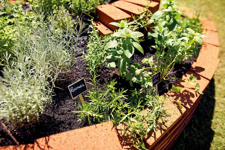 Jardin d'herbes aromatiques avec diverses herbes dans un parterre surélevé en briques.