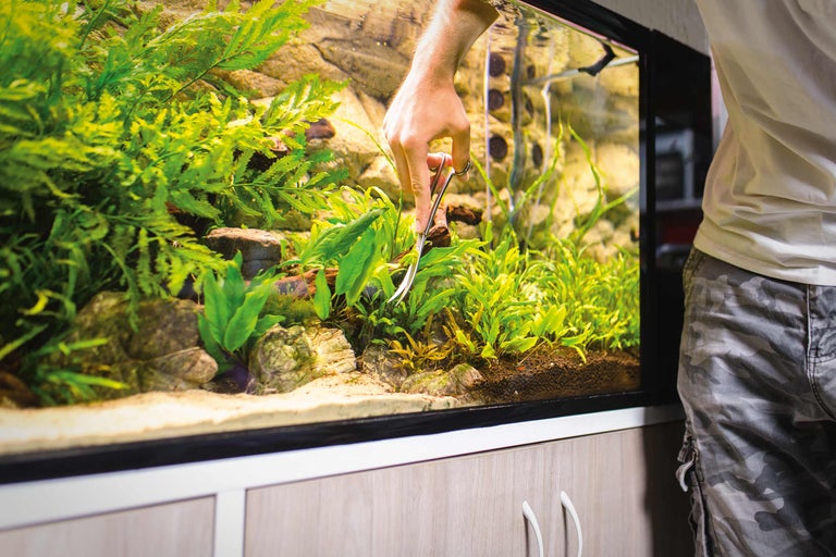 Entretenir un aquarium