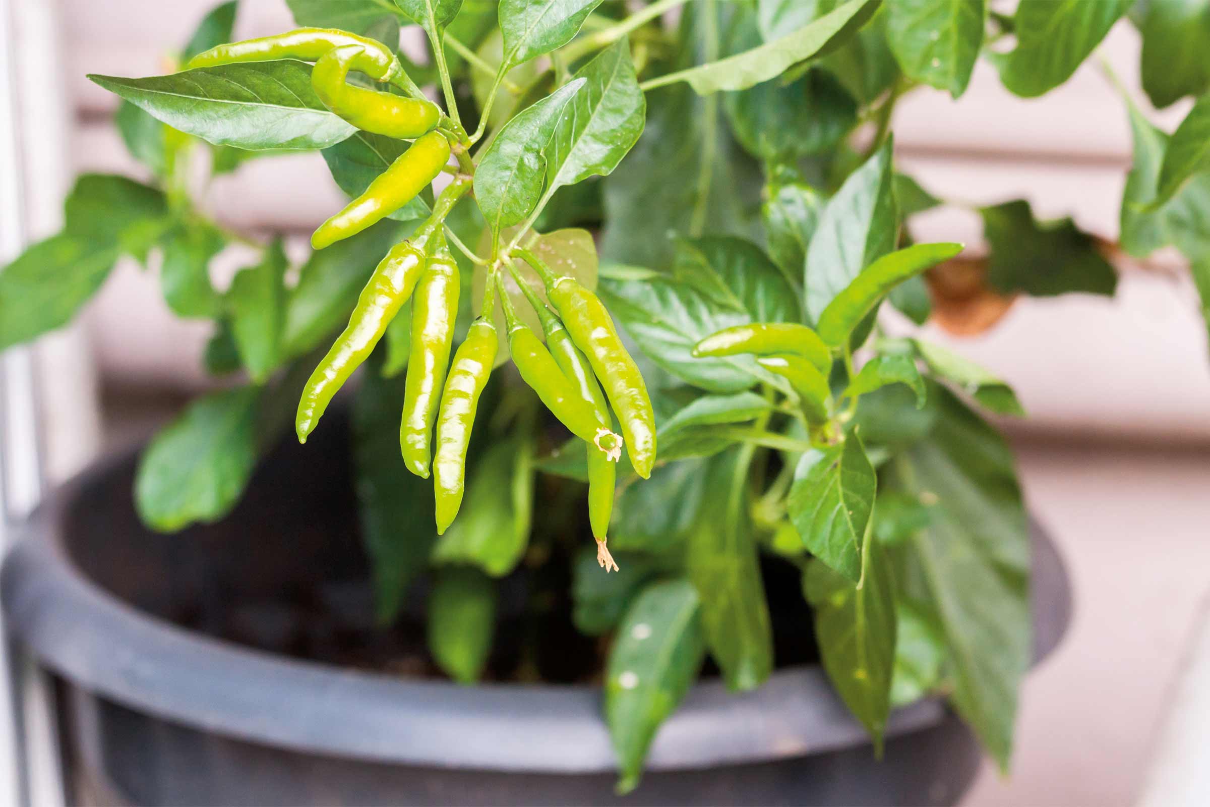 Pied de piment en pot avec piments verts