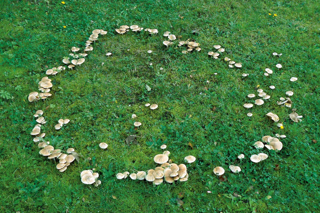 Cercle de fées de champignons dans une prairie