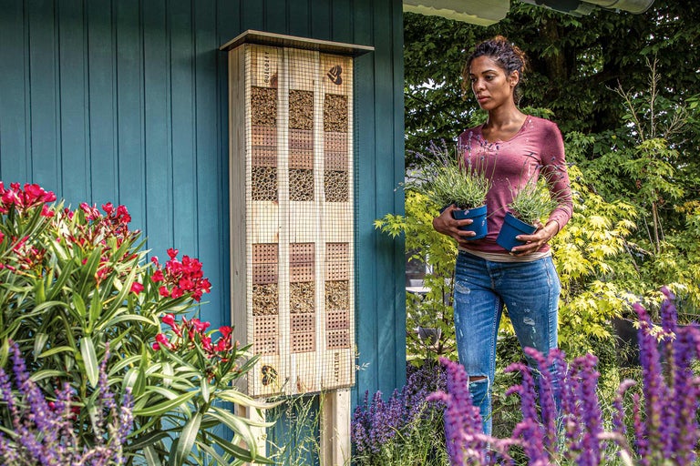Photo d'un hôtel à insectes sur un mur en bois bleu avec une femme tenant deux plants de lavande en pot.
