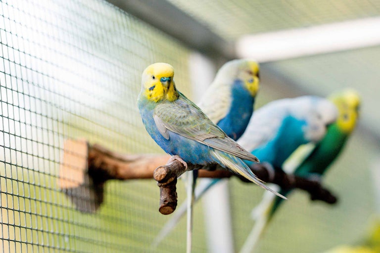 Élever des oiseaux