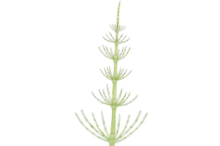 Illustration d'une plante de prêle des champs