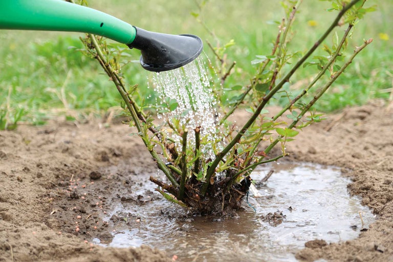 Arrosoir arrosant un rosier dans le jardin
