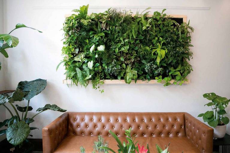 Mur avec arrangement de plantes au-dessus d'un canapé en cuir