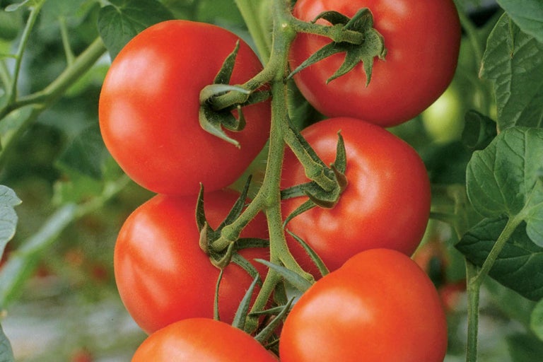 Tomates mûres sur la plante