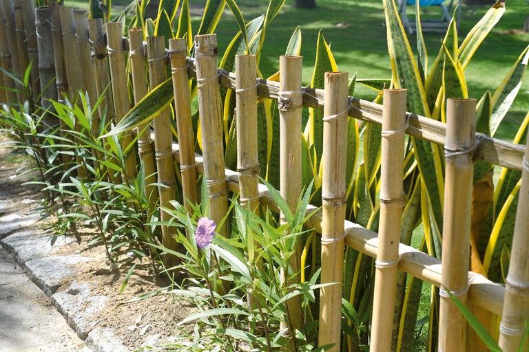 Clôture en bambou avec des plantes dans le jardin