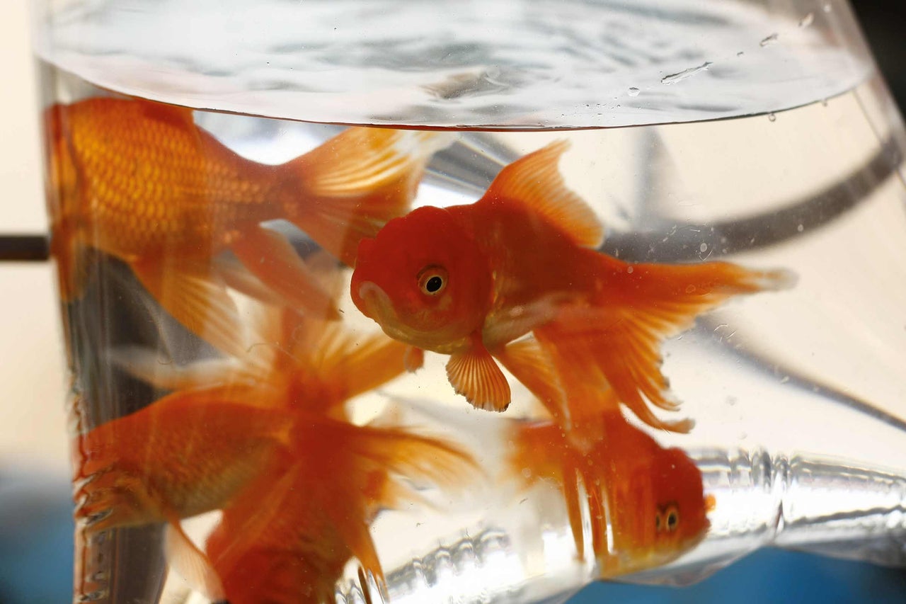 Poissons rouges dans un sac transparent