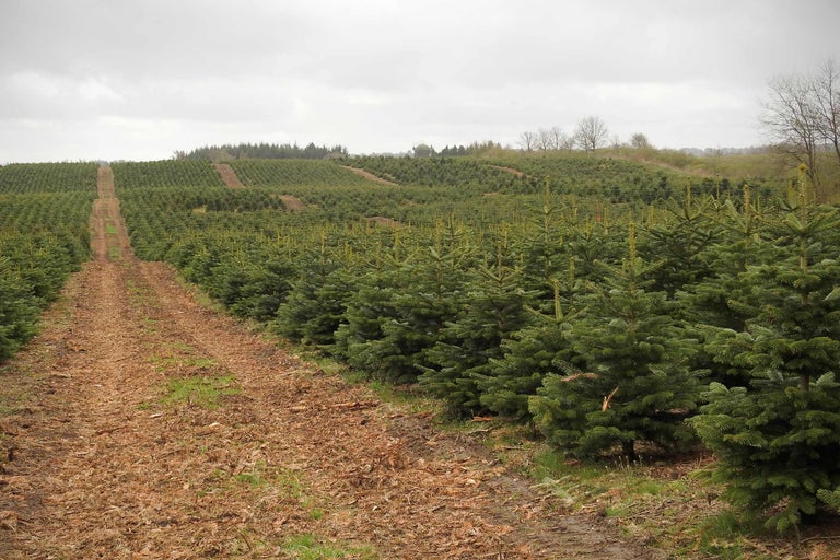 Vue d'un champ avec de nombreux jeunes arbres de Noël par temps nuageux