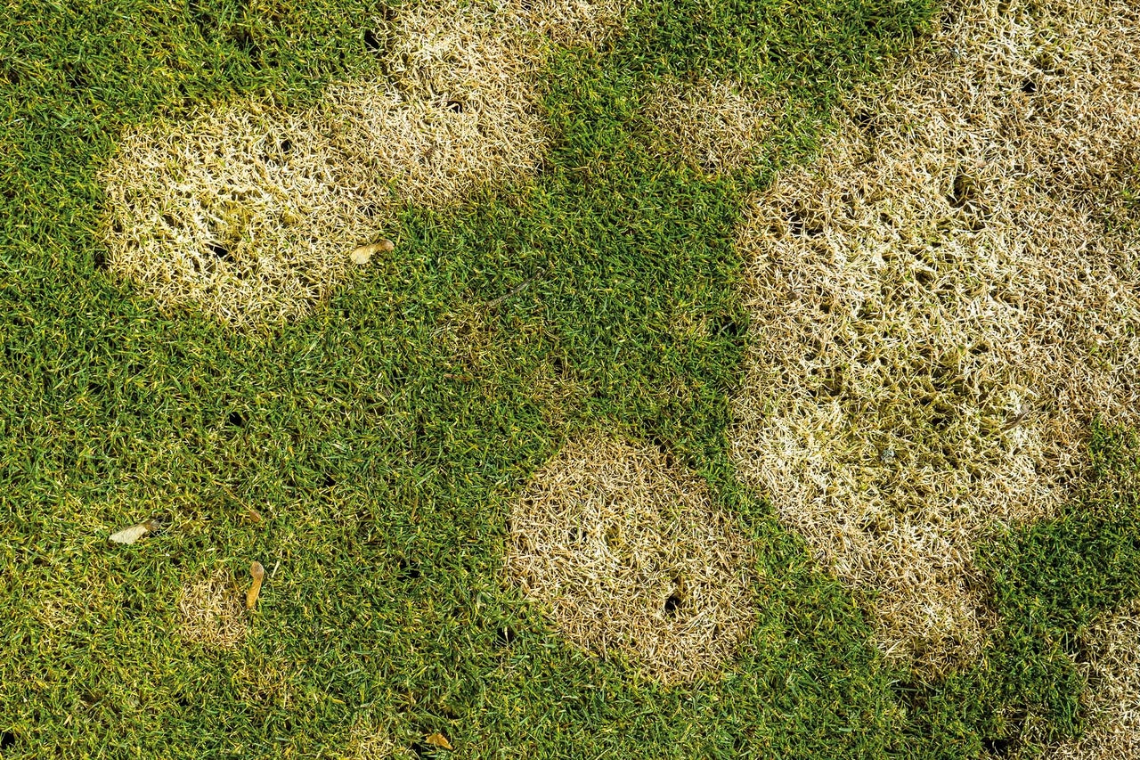 Pelouse avec des plaques d'herbe morte