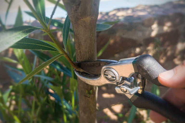 Gartenschere schneidet Ast