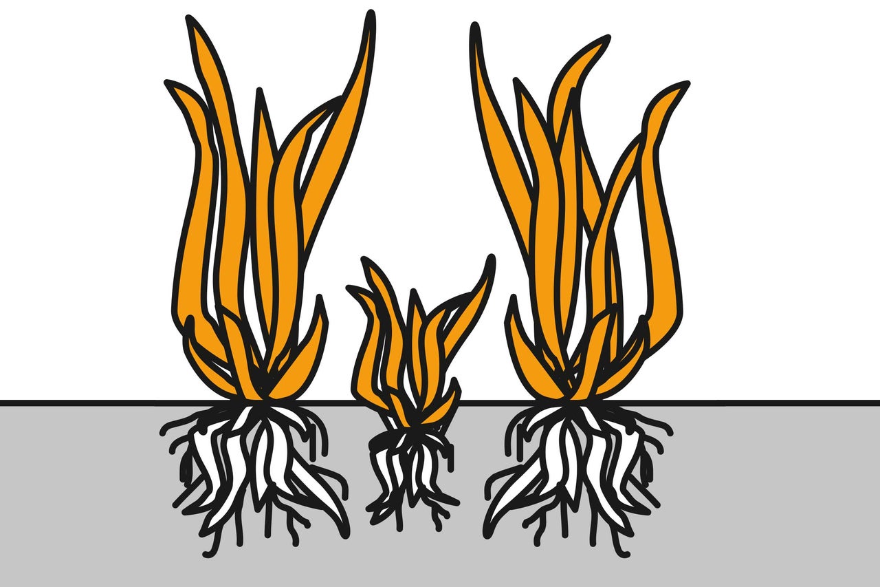 Illustration d'herbe avec des racines