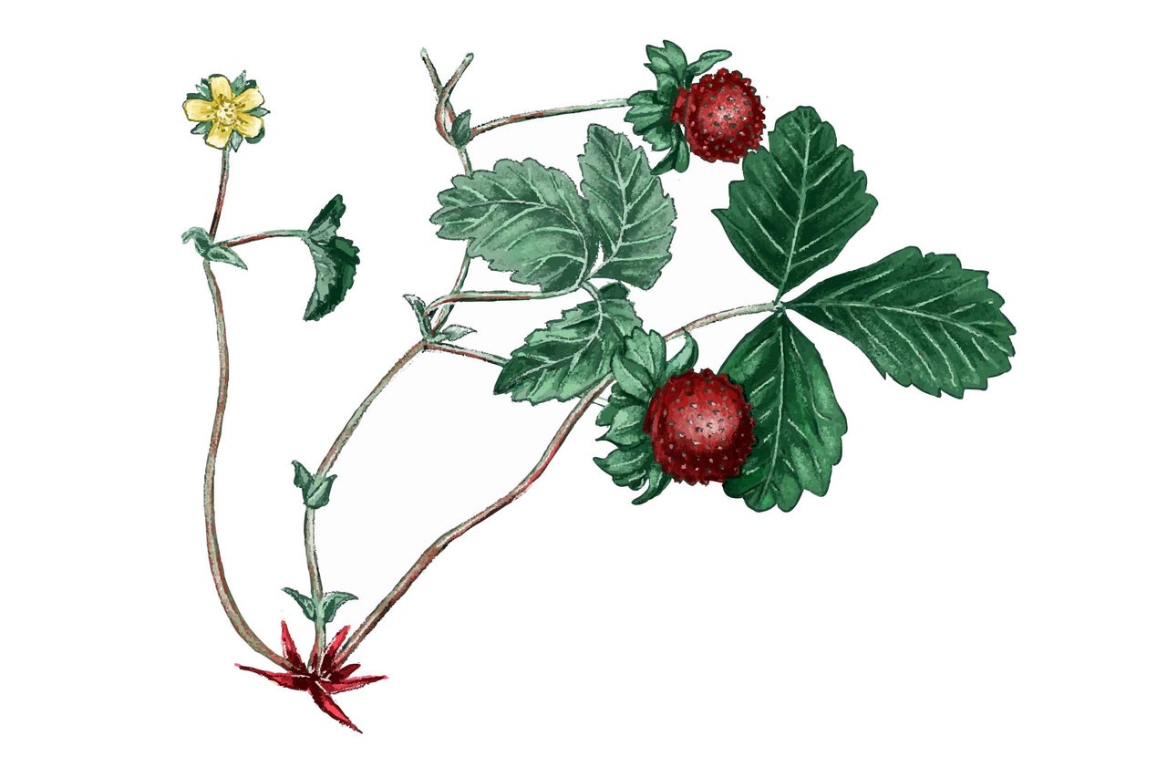 Fraisier avec fruits, feuilles et fleur