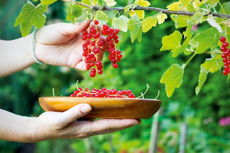 Récolte de groseilles rouges dans un bol en bois