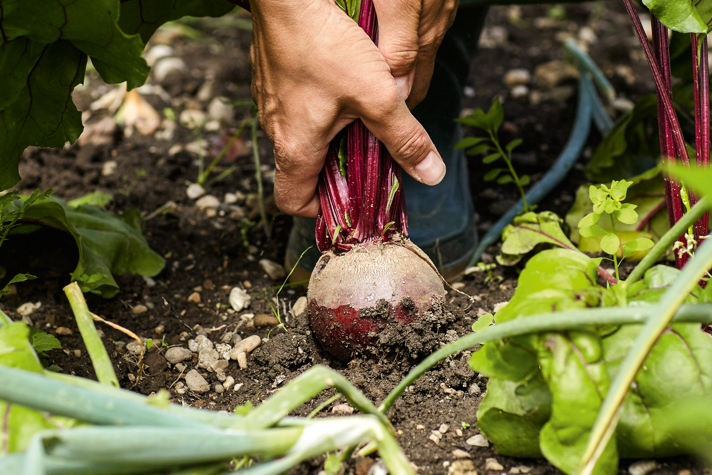 Eine Person hält eine frisch geerntete Rote Bete mit Blättern aus dem Garten.