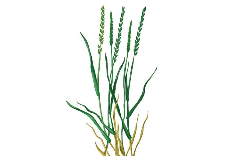 Illustration de graines de gazon