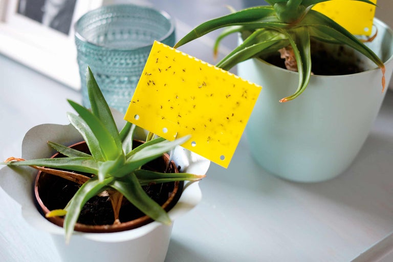 Piège à insectes jaune dans des pots de fleurs pour la lutte antiparasitaire