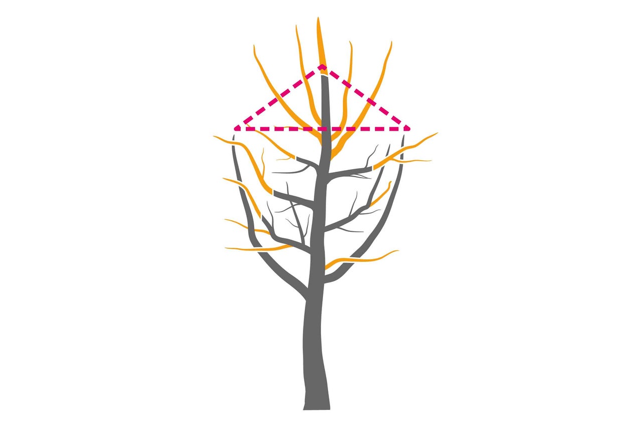 Illustration eines Baumes mit Schnittmuster für den Baumschnitt