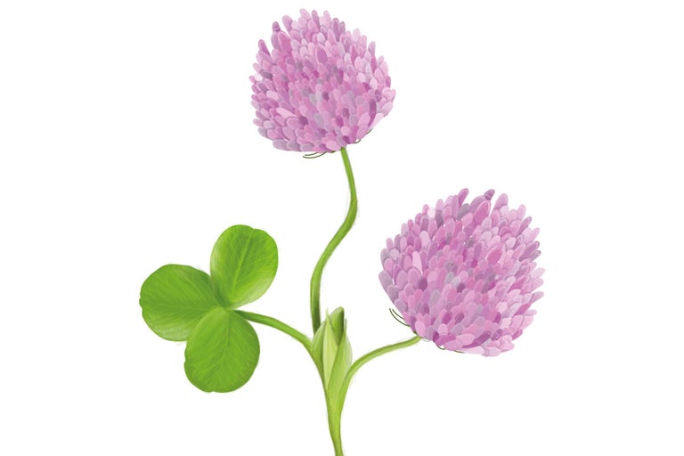 Trèfle à trois feuilles et fleur