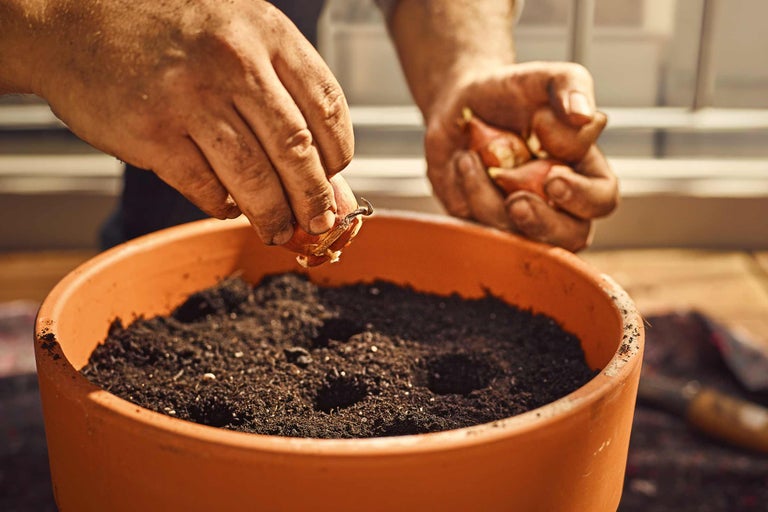 Des mains plantent des oignons dans un pot avec de la terre.