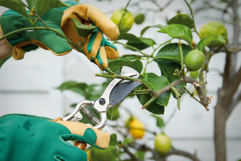 Gartenarbeit: Person schneidet Zweig mit Gartenschere