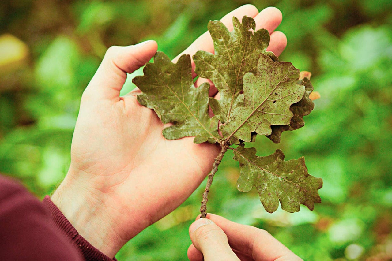 Main tenant une branche de feuilles de chêne