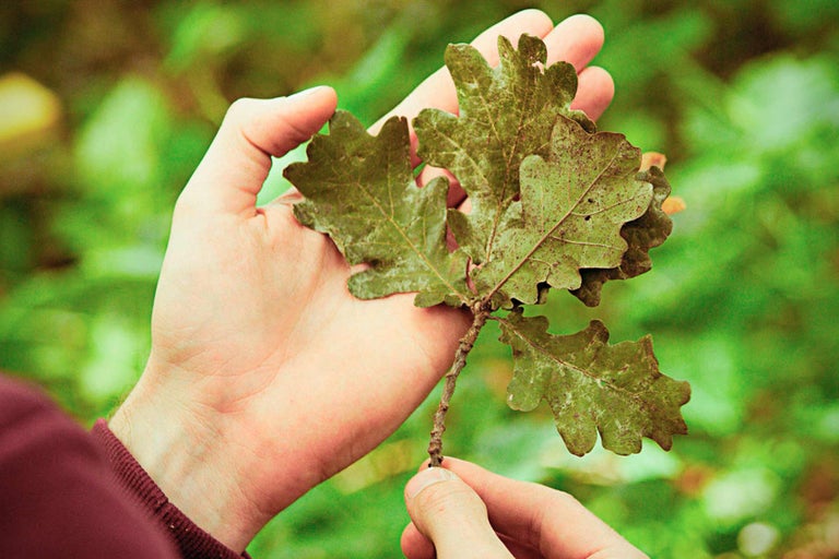Main tenant une branche de feuilles de chêne